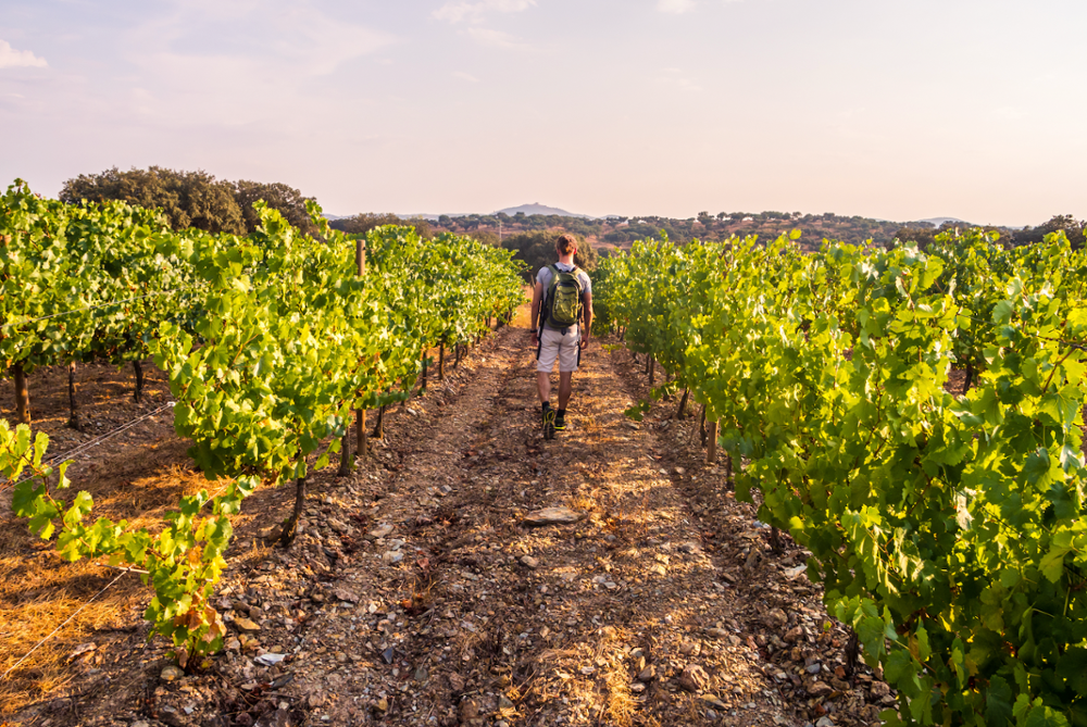 Vin portugais : voyage dans les vignobles du Portugal