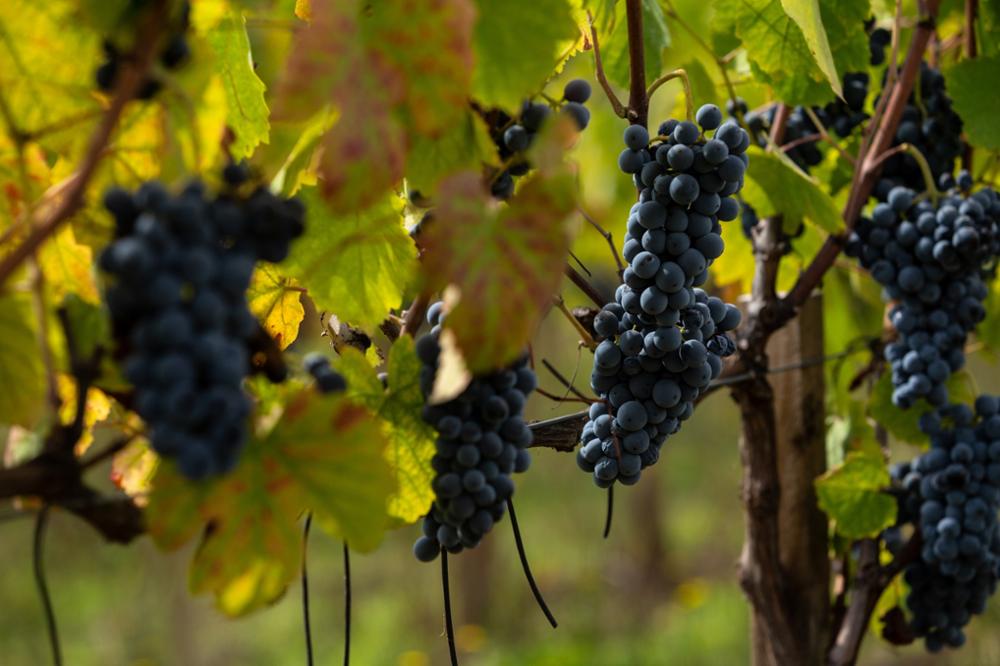 Vin portugais : voyage dans les vignobles du Portugal