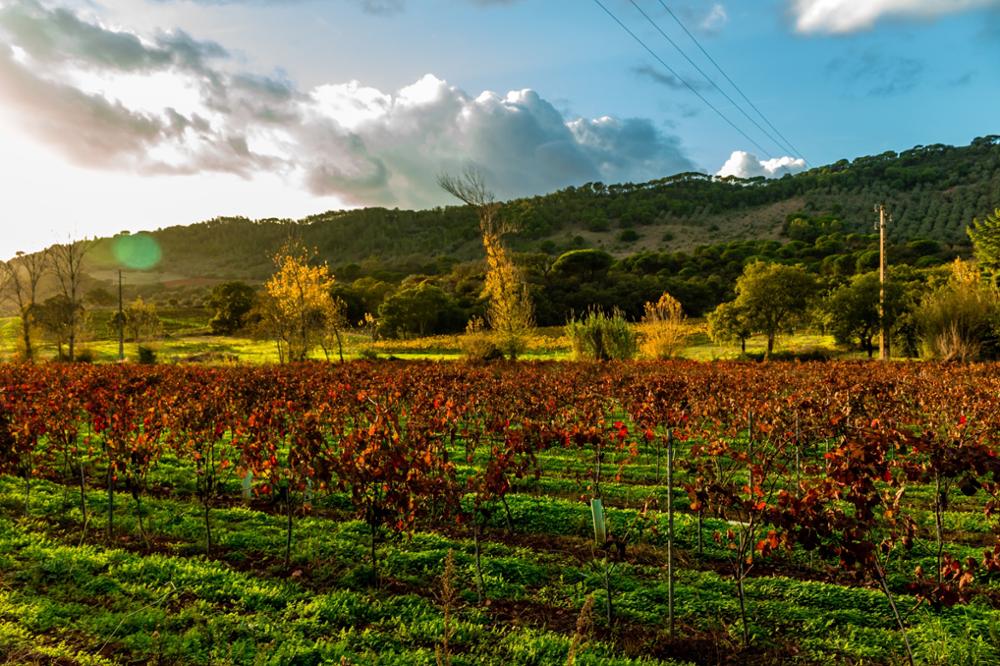 Vin portugais : voyage dans les vignobles du Portugal
